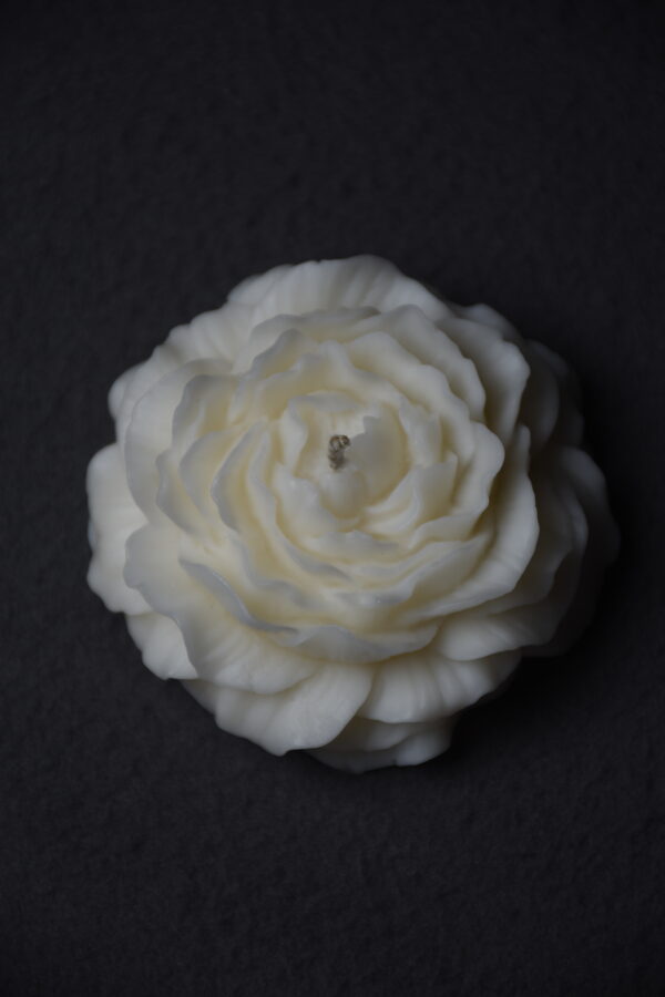 The Petal Study - Image 2