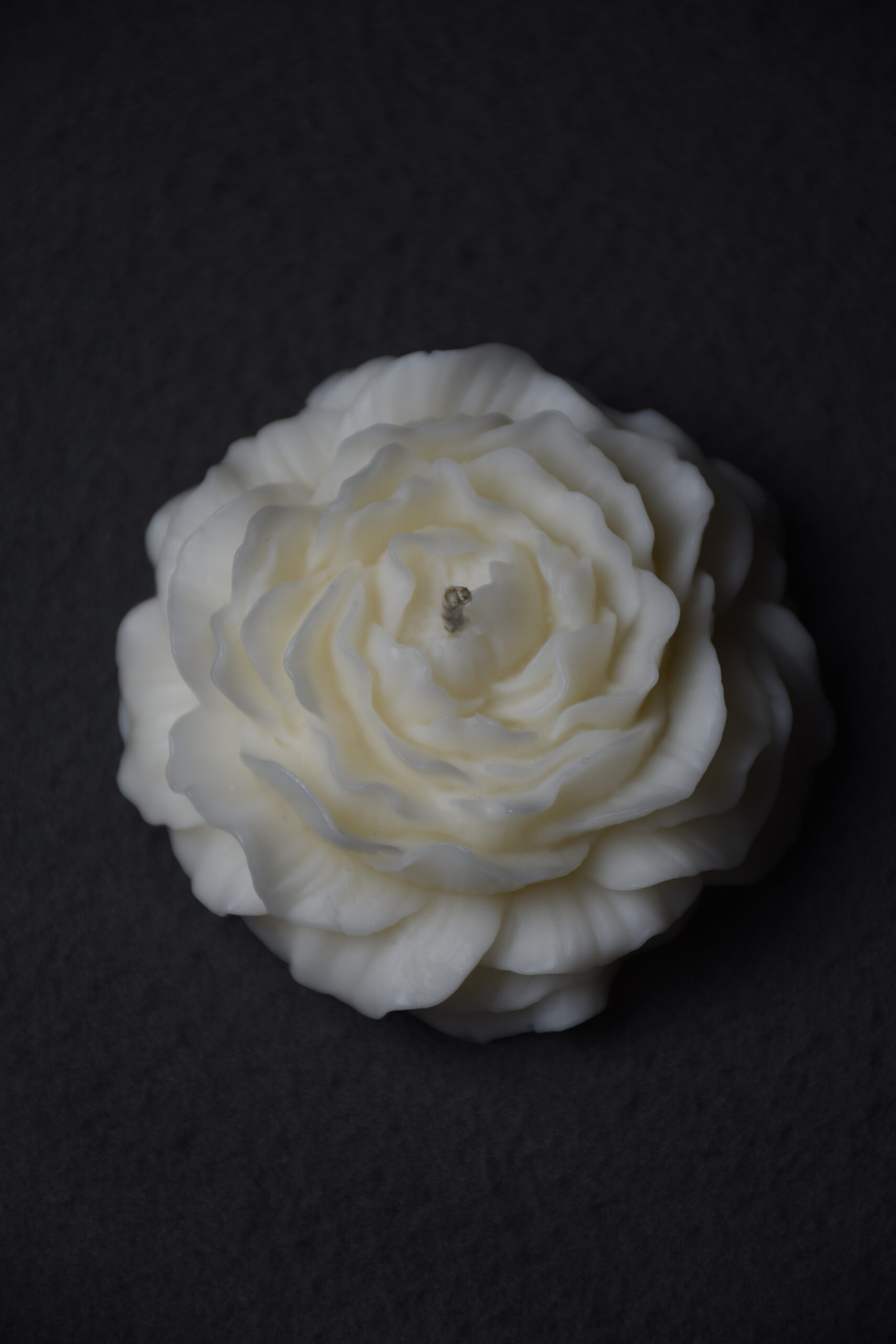 The Petal Study - Image 2